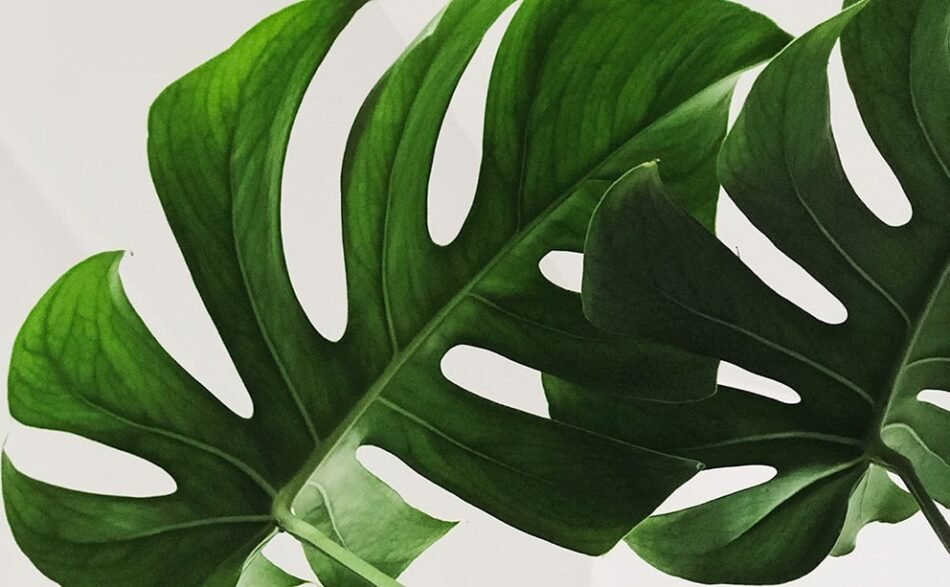 10 Essential Tools Every Graphic Designer Should Master